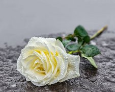 Eine gelbe Rose, die von Wassertropfen benetzt ist, liegt auf einem Stein.