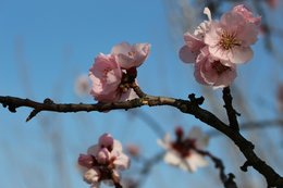 Zweig mit Blüten