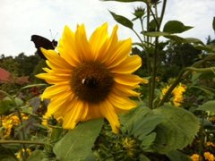 Sonnneblume